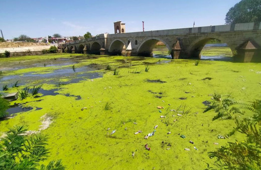 Edirne'de Tunca Nehri kirlilikten yeşile büründü!