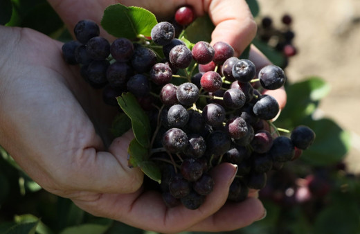 "Süper meyve" aronya, Bayburtlu çiftçilere yeni gelir kapısı olacak!