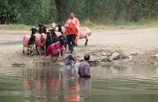 Denizli'de 850'nci "Sudan Koyun Geçirme Yarışması" yapıldı