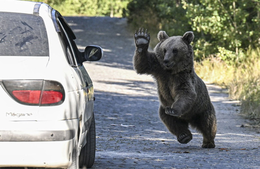 Nemrut Krater Gölü'ne giderken bir anda karşılarına boz ayı çıktı! O anlar böyle görüntülendi