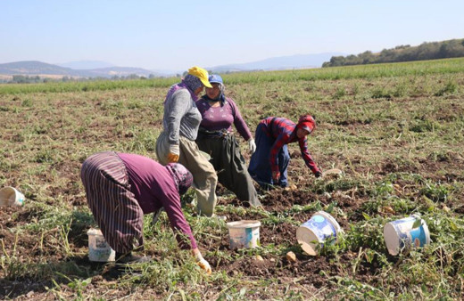 Patates diyarı Bolu’da patates hasadı başladı