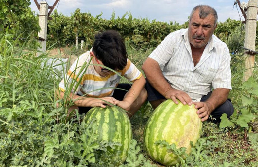 Manisalı çiftçi üzüm bağında 30 kiloluk karpuz yetiştirdi!