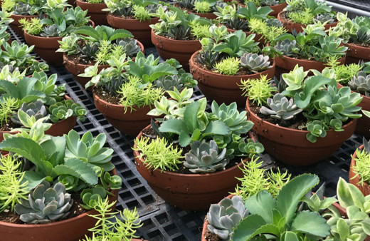 Uluslararası Sakarya Peyzaj, Süs Bitkileri ve Bahçe Sanatları Fuarı, 6 Eylül'de başlayacak