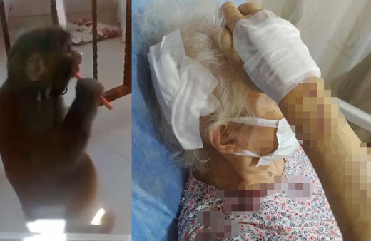 İstanbul'da başıboş maymun dehşeti: 3 kişiye saldırdı