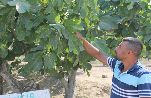 Aydın'da çiftçinin bahçesine astığı şiveli not görenlerin yüzünü güldürdü!