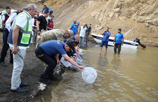 Bingöl'deki su kaynaklarına 1 milyon sazan balığı yavrusu bırakıldı!