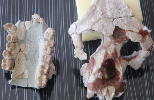 Çankırı'da bulunan fosiller heyecan yarattı! 4 yeni tür bilim dünyasına kazandırıldı!