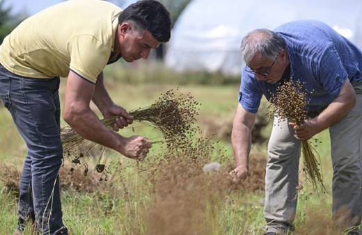 İstanbul Şile'de yıllar sonra yeniden keten ekimi başladı