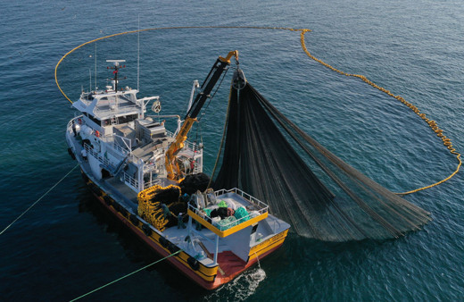 Trabzon'da sezonun ilk avından istavrit çıktı!