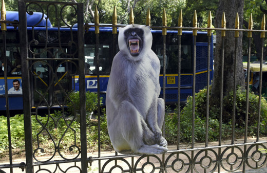 Her yere o maymunun resmi asıldı! G20 Liderler Zirvesi öncesi "maymun" önlemi!