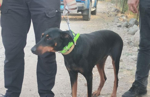Kayıp ekonomist Korhan Berzeg bulundu mu son durum ne?