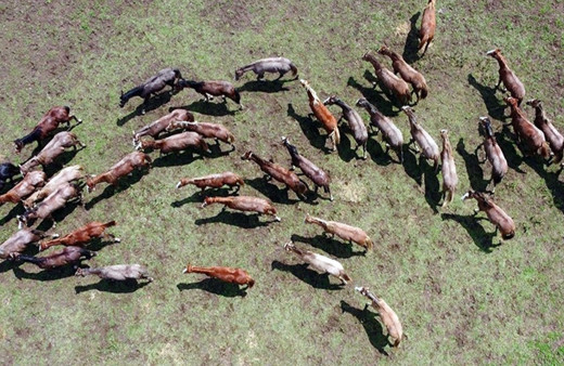 At alacaksanız fırsatı kaçırmayın! TİGEM tay satacak!