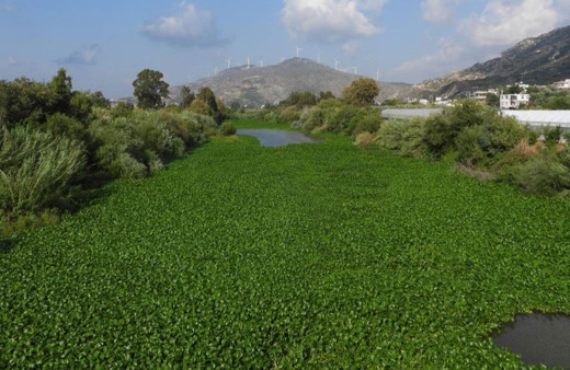 Hatay'da su sümbülleri Asi Nehri'ni istila etti!