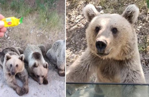 Ayı şekerden anlamadı! Ayıya şeker vermek istedi ama saldırıya uğradı!