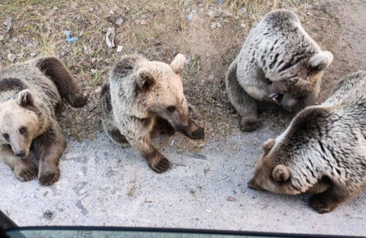 Bitlis Tatvan'da ayıya şeker vermek isteyince olanlar oldu o anlar böyle görüntülendi