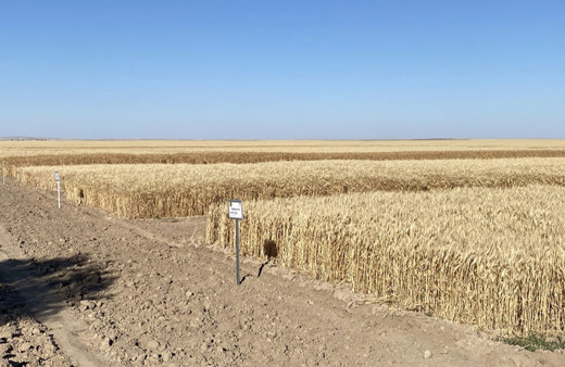 İç Anadolu'ya uygun alternatif hububat çeşitleri deneniyor!