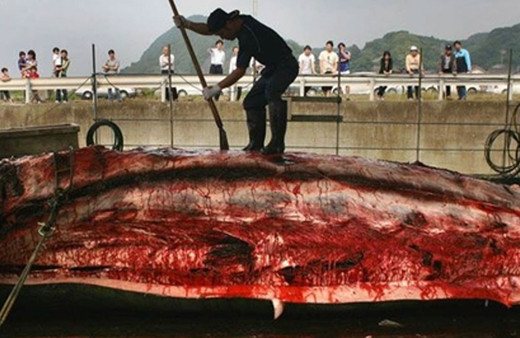 Vahşet mi av mı? Japonya’da yunus avı sezonu başladı! Bin 800 yunus ya da balina öldürülecek!