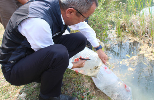 Karabük'ün göl ve göletlerine 30 bin sazan yavrusu bırakıldı!