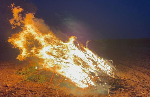 Şanlıurfa'da mısır tarlasından uyuşturucu çıktı, hepsi yakılarak imha edildi!