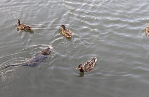 Edirne'de su maymunlarına isim takıp konuşan adam görenleri şaşkına çeviriyor!