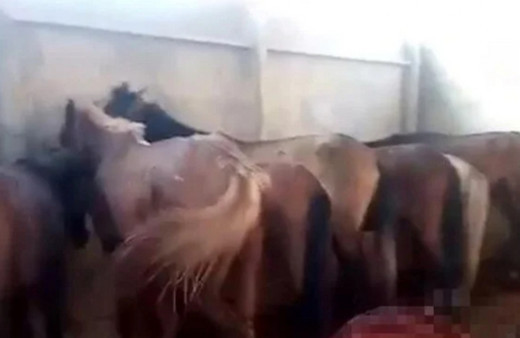 Adana’da at ve eşek kesimi skandalında 1 tutuklama