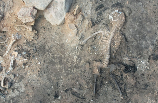 Kütahya Tavşanlı'da 3700 yıllık keşif! İki erkek iskeletinde şaşırtan detaylar çıktı