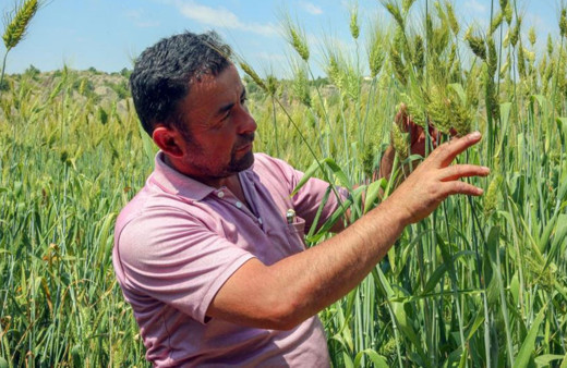Ata tohumunu ekti, buğdayın boyu 2 metreyi buldu!