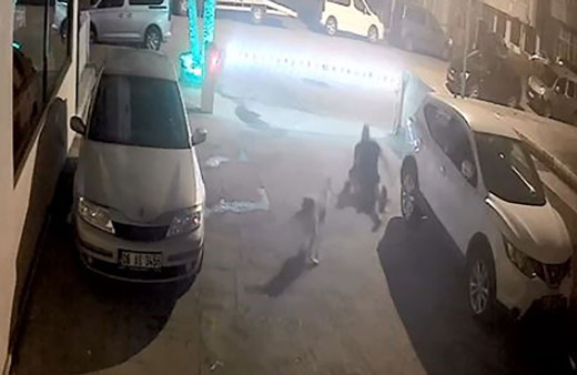 Artvin'de sokak köpeği faciası! Yere düşürüp saldırdı