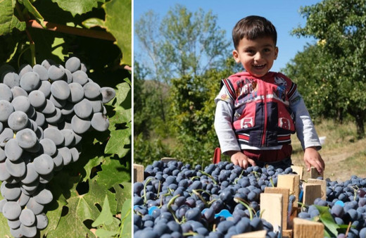 Cimin Üzümünün faydaları saymakla bitmiyor!