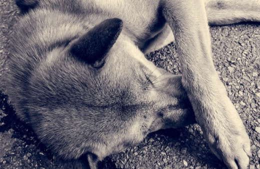 Aydın'da sahipsiz köpekler saldırdı! 5 yaşındaki çocuk yaralandı!