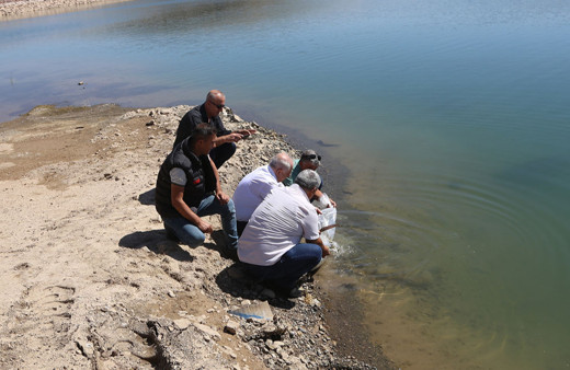 Van'da göletlere 900 bin sazan balığı yavrusu bırakıldı