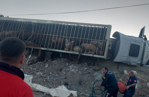Kayseri'de kontrolden çıkan hayvan yüklü tır virajı alamayıp devrildi!