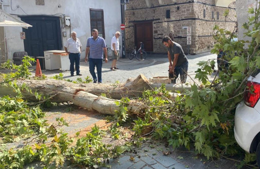 Antalya'da gövdesi çürüyen asırlık ağaç sokağa devrildi!