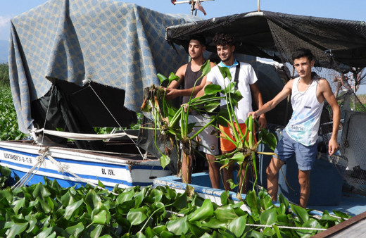 Su sümbülleri Asi Nehri'ni esir aldı! Boyutları 1 metreyi buluyor!