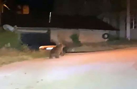 Bolu'da aç kalan ayı köylülere korku dolu anlar yaşattı!