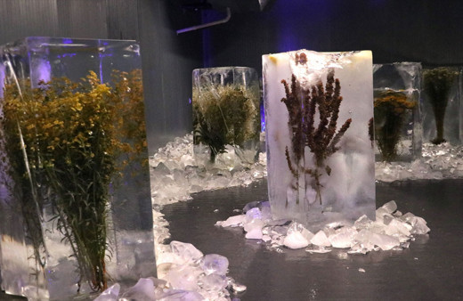 Bu müze görenleri adeta büyüledi! Küresel ısınmayı buz içerisindeki bitkilerle anlattılar