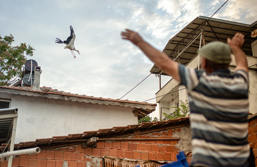 Leylekler öyle dedi: Bu sene Türkiye'de kış çok sert geçecek!