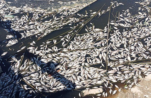 Binlercesi ölüp kıyıya vurdu! Kirlilik nedeniyle Büyük Menderes'te ekolojik yapı çöküyor