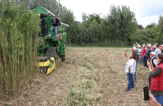 Samsun'da kenevir hasadı törenle başladı