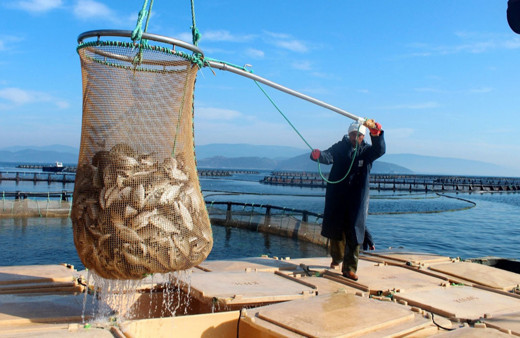 Muğla'dan 94 ülkeye su ürünleri ihraç ediliyor!