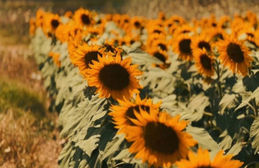 KARADENİZBİRLİK yağlık ayçiçeği ön alım fiyatını açıkladı!
