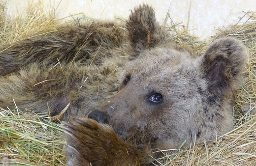 Yolda silahla boynundan vurulan ayı felç oldu!