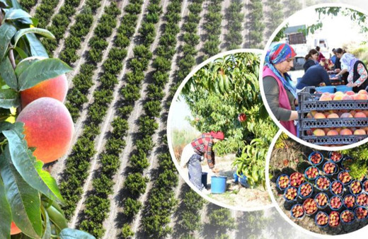 Denizli Pamukkale'de şeftali hasadı başladı