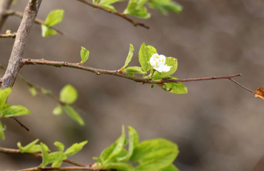 Eylül ayının ortasında erik ağacı çiçek açtı!