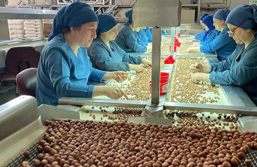 Türkiye'den Almanya'ya 85 bin tonu aşkın fındık ihraç edildi!