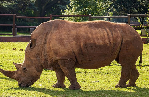 Gergedan boynuzu kaçakçısına 20 yıl hapis cezası!