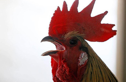 Düğünde horoza zorla içki içirdiler! Verilen cezaya bakın