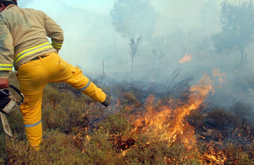 Aydın'da ağaçlık alanda yangın çıktı