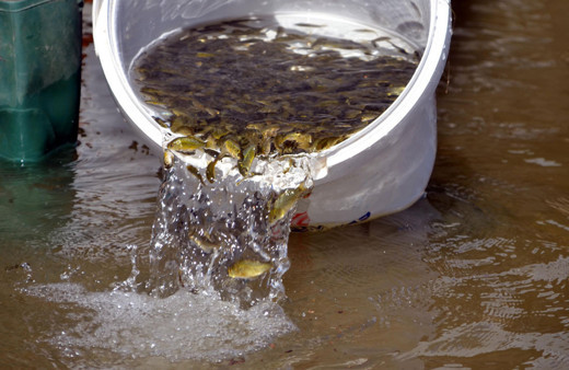 Muş'taki su kaynaklarına 3 milyon 500 bin sazan balığı yavrusu bırakıldı