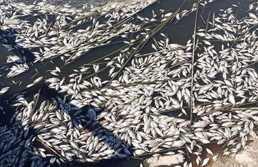 Binlerce balığın ölüm nedeni belli oldu!